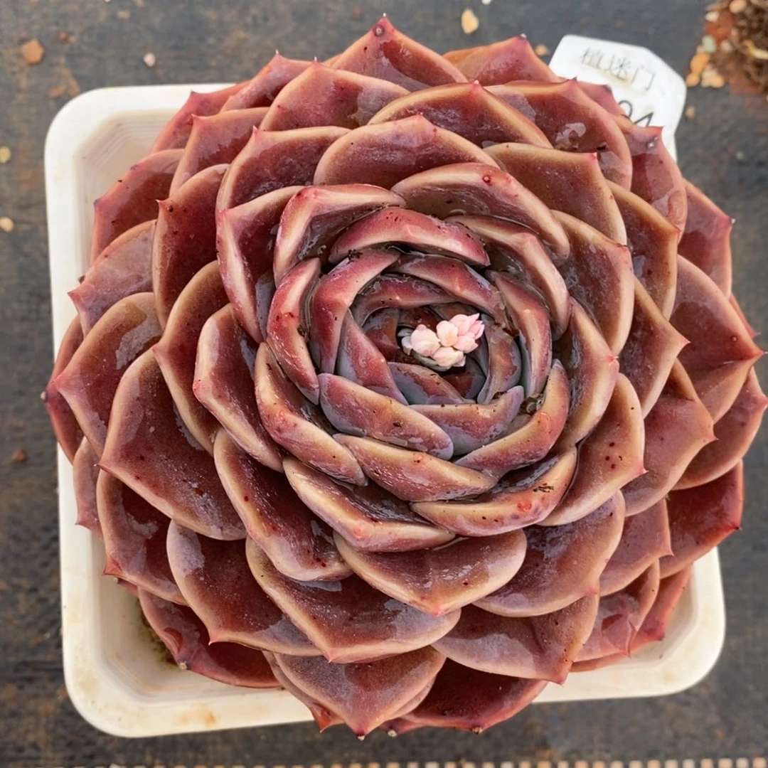 不****调杂交精品多肉3504