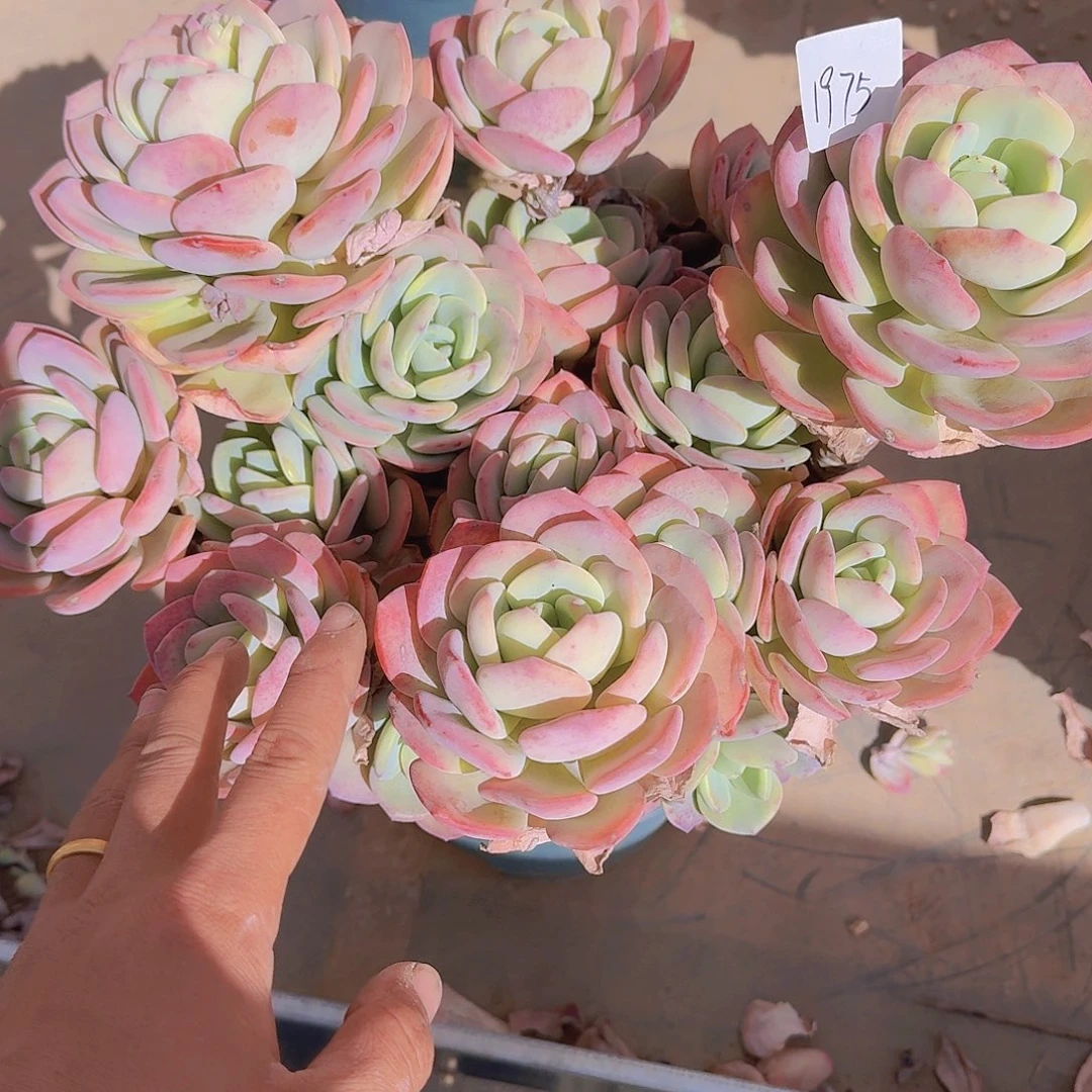 婷***1975白月光多肉植物