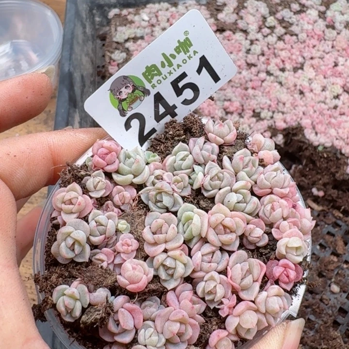 多肉植物多肉植物