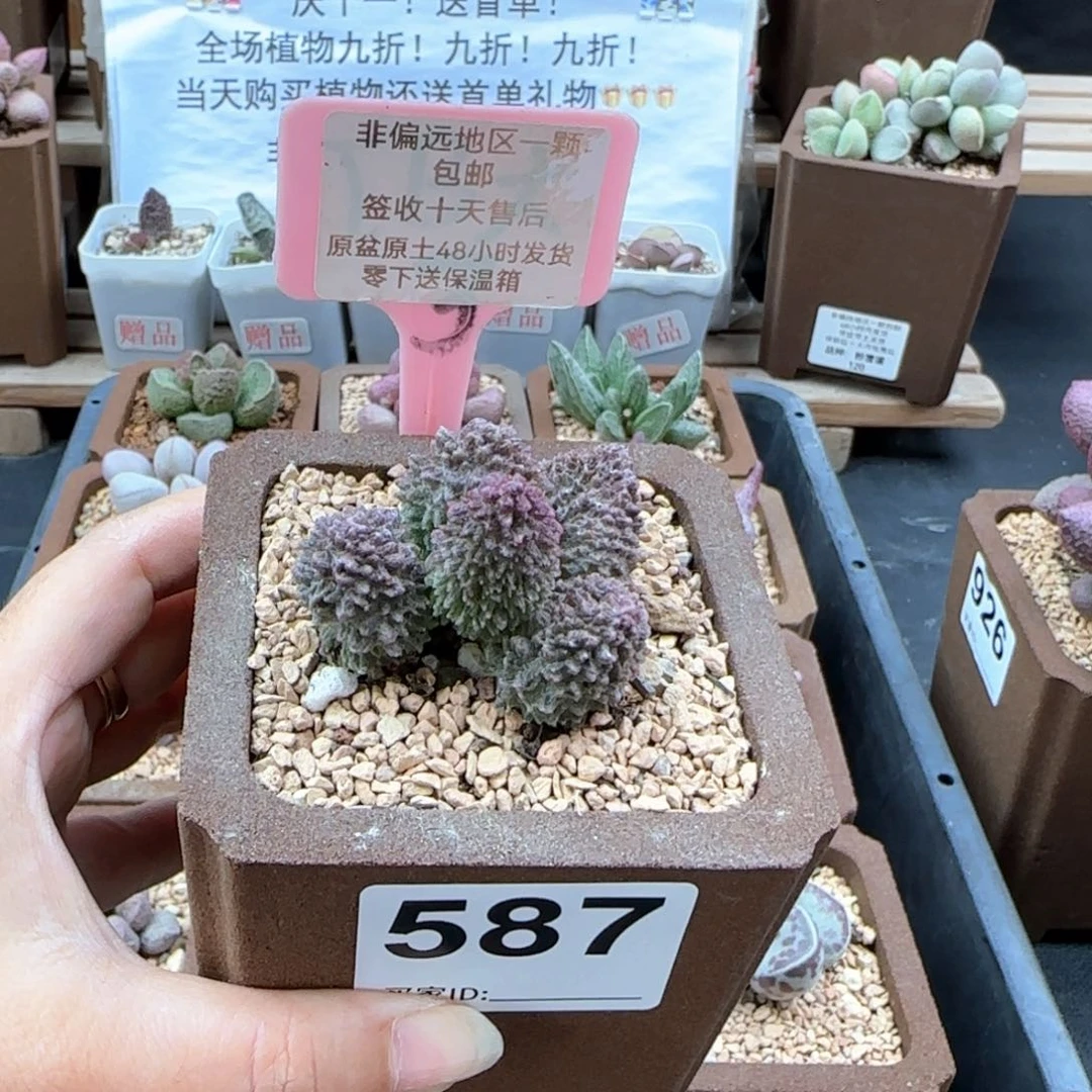 587朱紫玉多肉植物