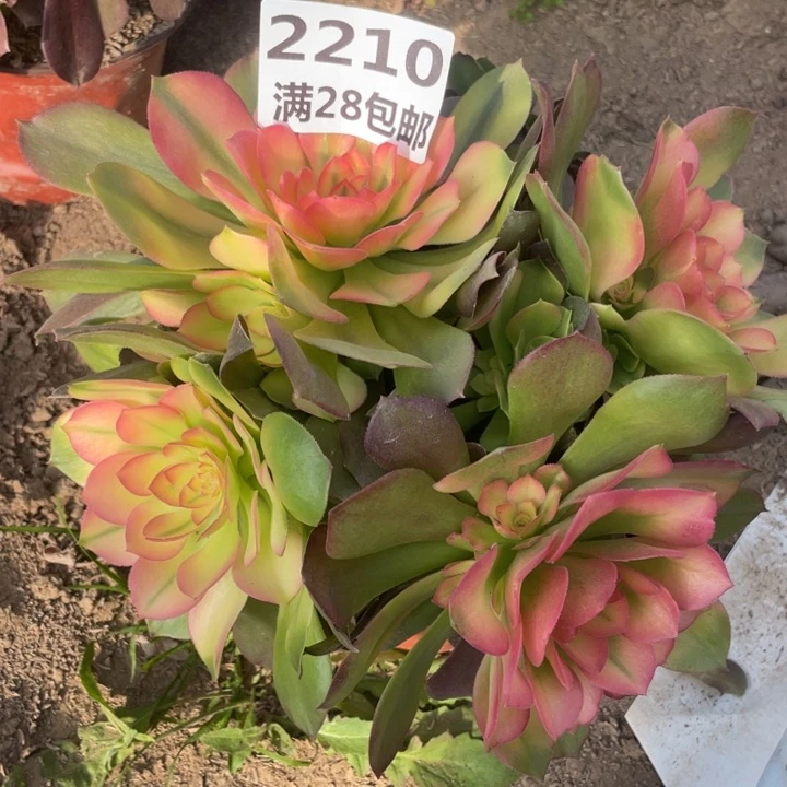 2210雅典娜一号棚C
