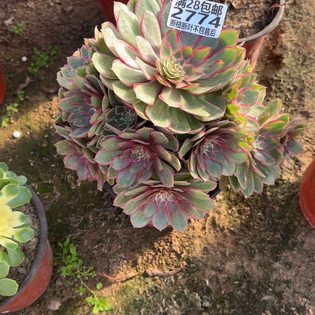 M. 2774莲花座多肉12233