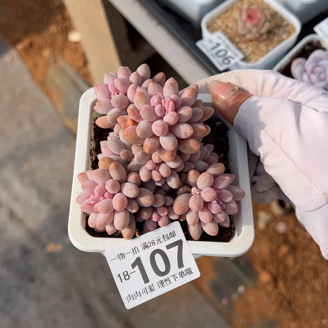 婴儿手指多肉多肉多肉多肉多肉