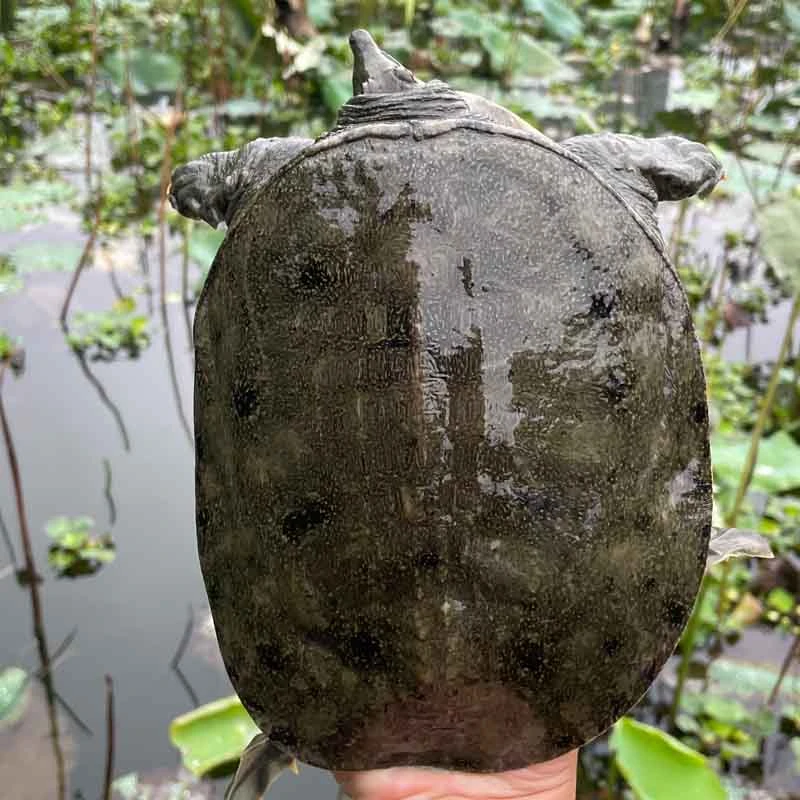 湖南省汉寿县中华鳖老鳖吃鱼吃虾头的甲鱼