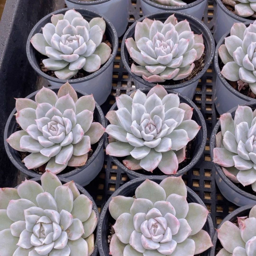 量拍81号 冰透辛普森锦单头两个