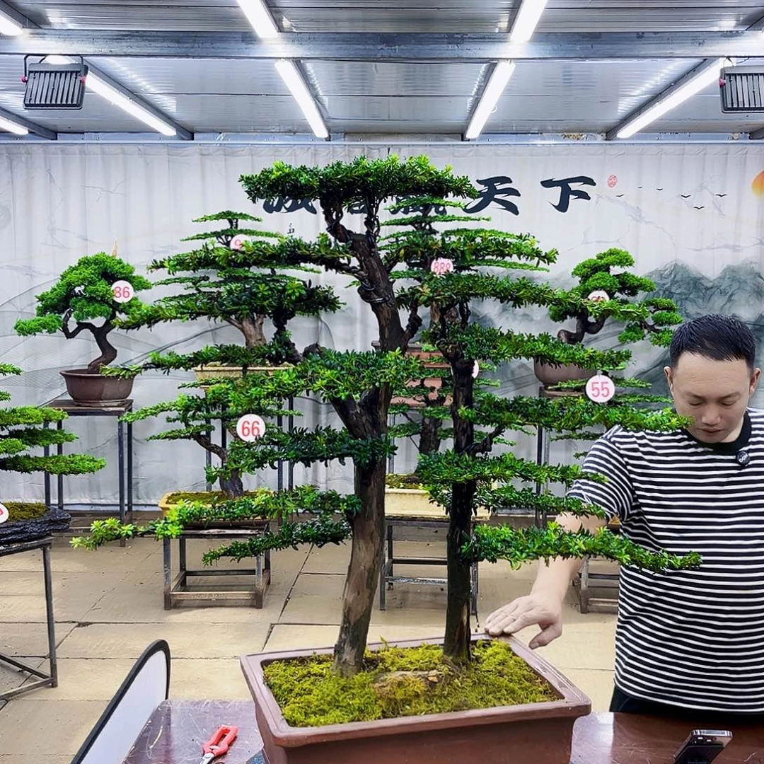 无花朵罗汉松盆景专场直播