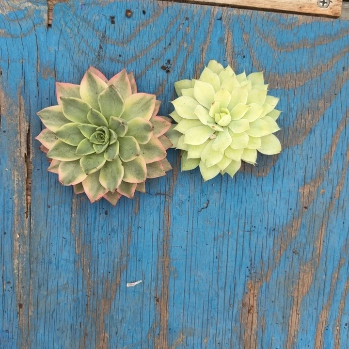 组合一物一拍好看