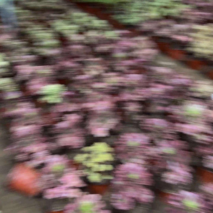 x***瓶24803南抹茶不包断枝多肉