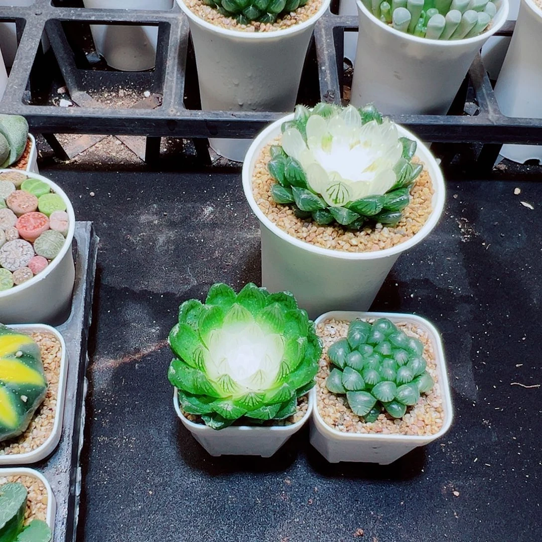 玉露拼盘，宝莲灯，白莲花，糯姬玉露，16.8