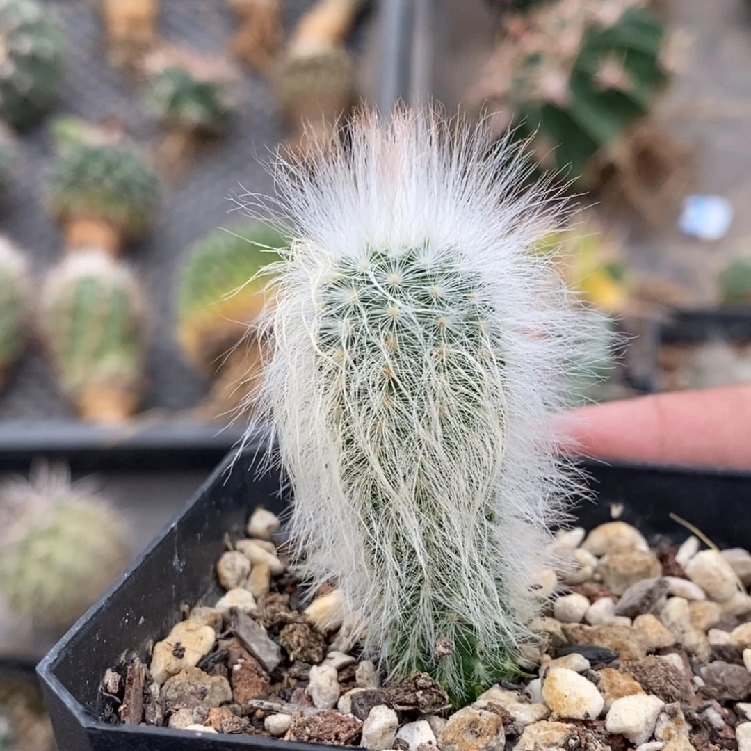 植播园艺优选白毛虾