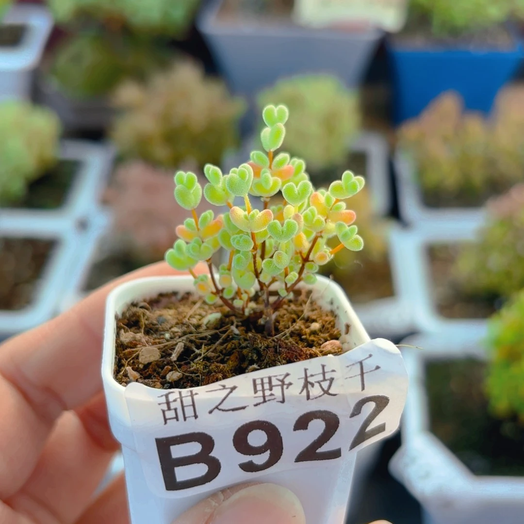 R***n换10厘米盆922。