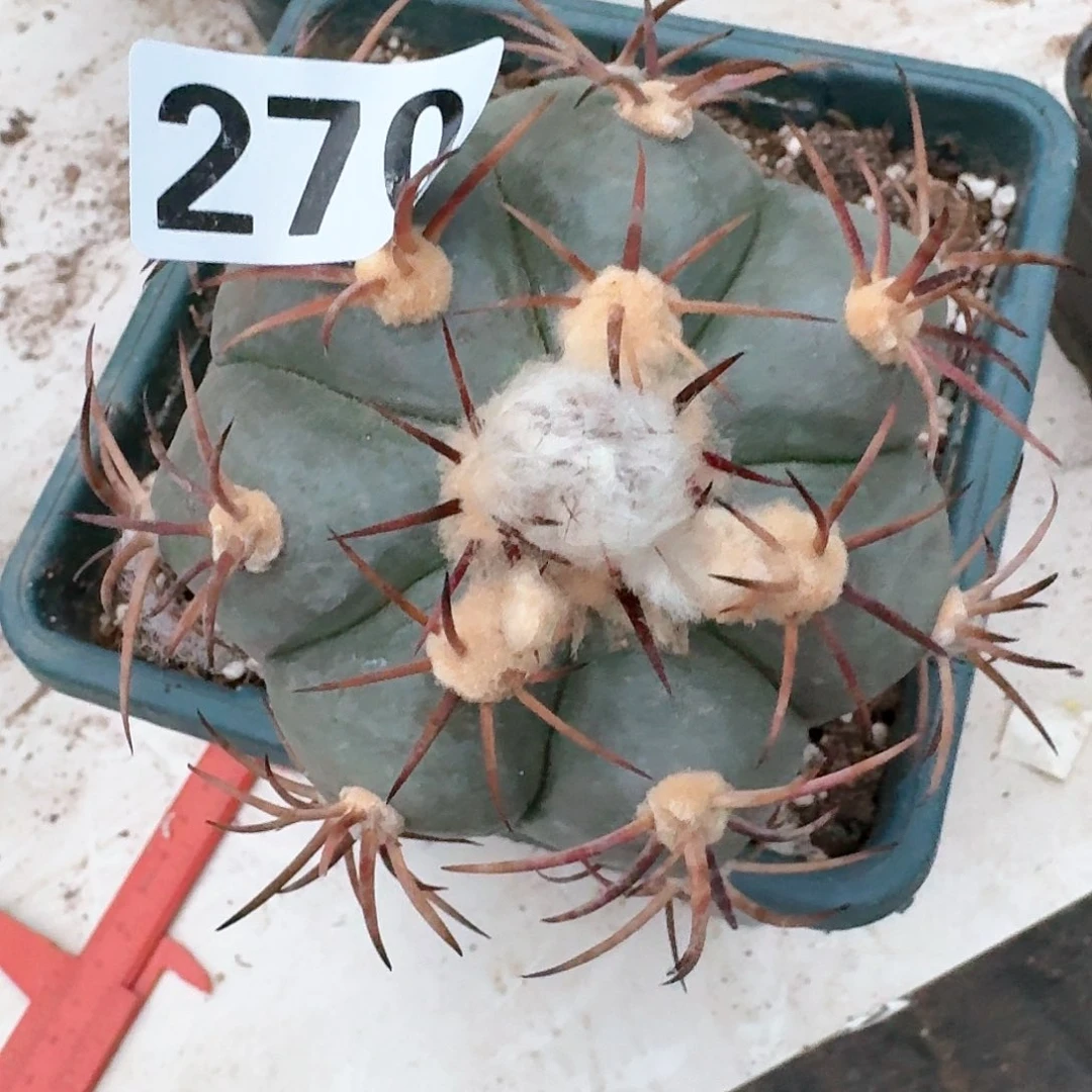 【闪购商品】无花朵愛*花王270