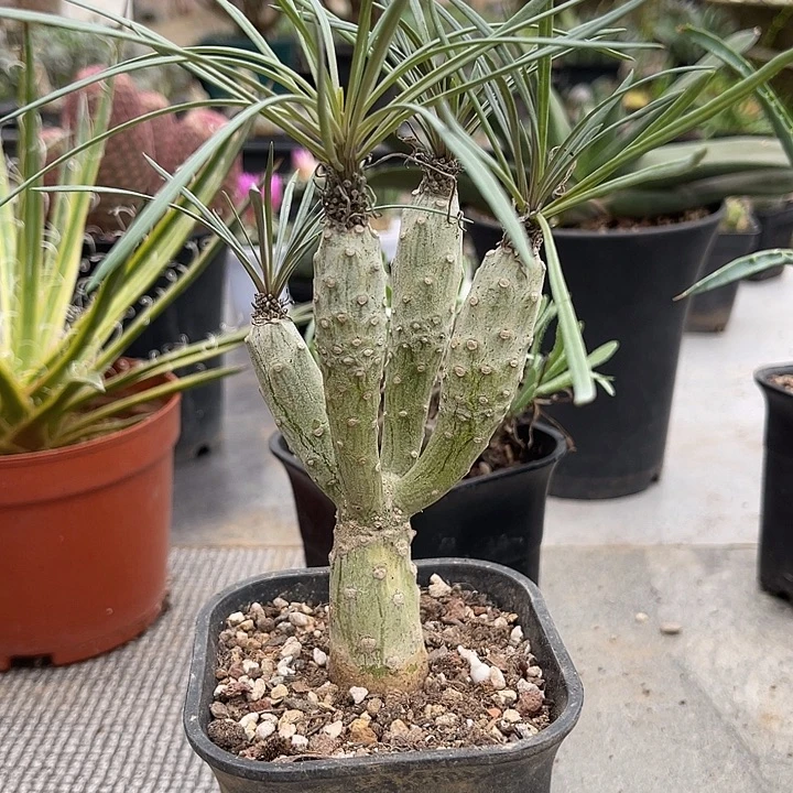 天龙木一物一拍下单包邮