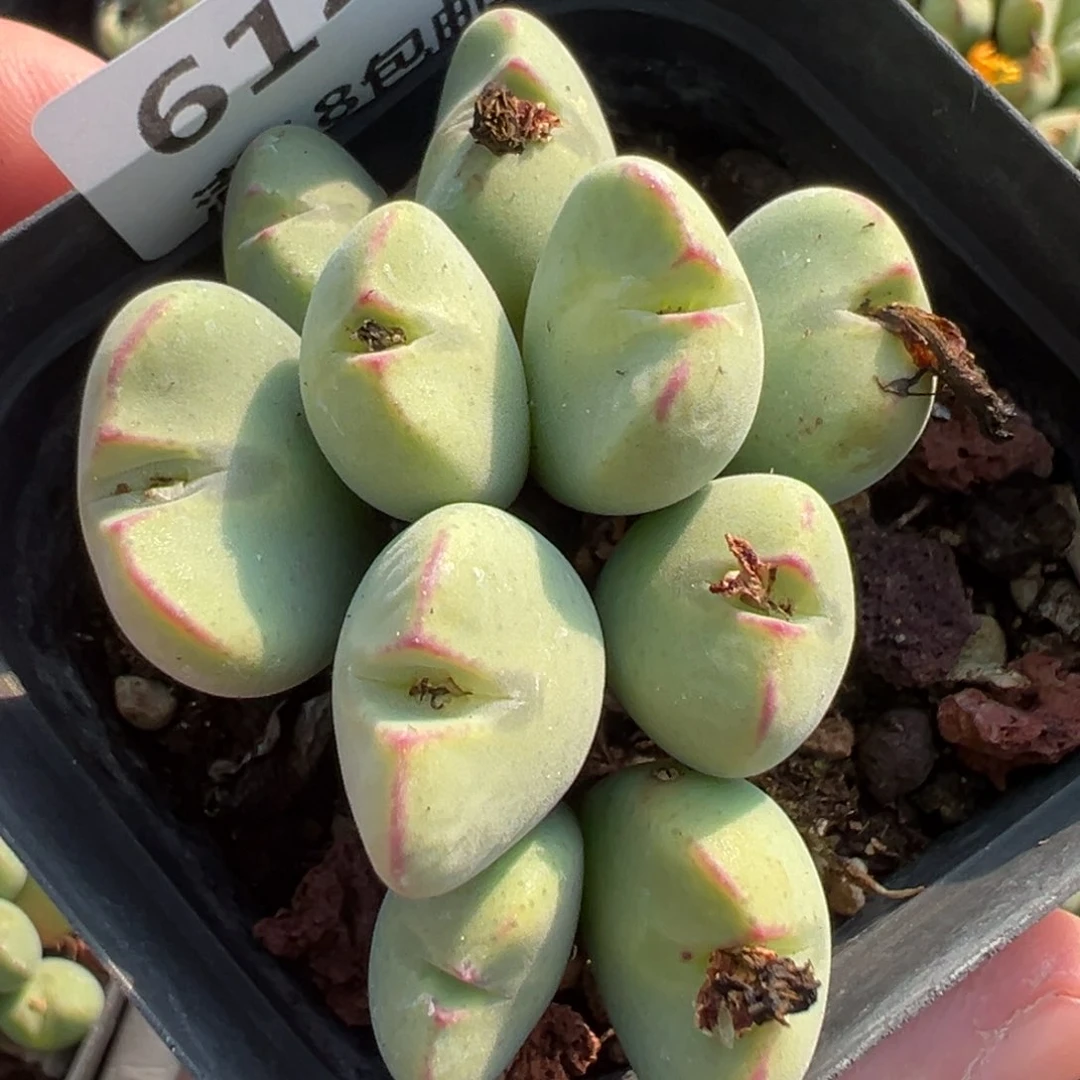 【闪购商品】614……