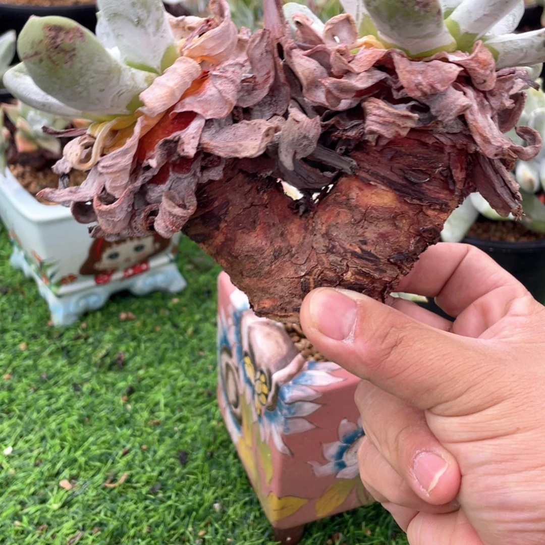 超粗拇指粗桩福利