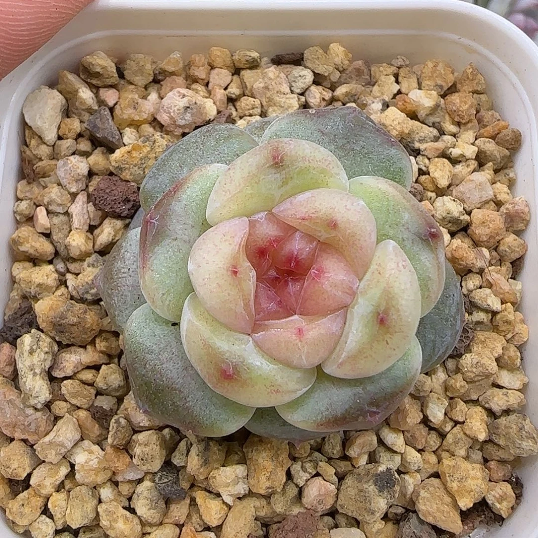 174糖心3厘米【满29包邮非偏远】