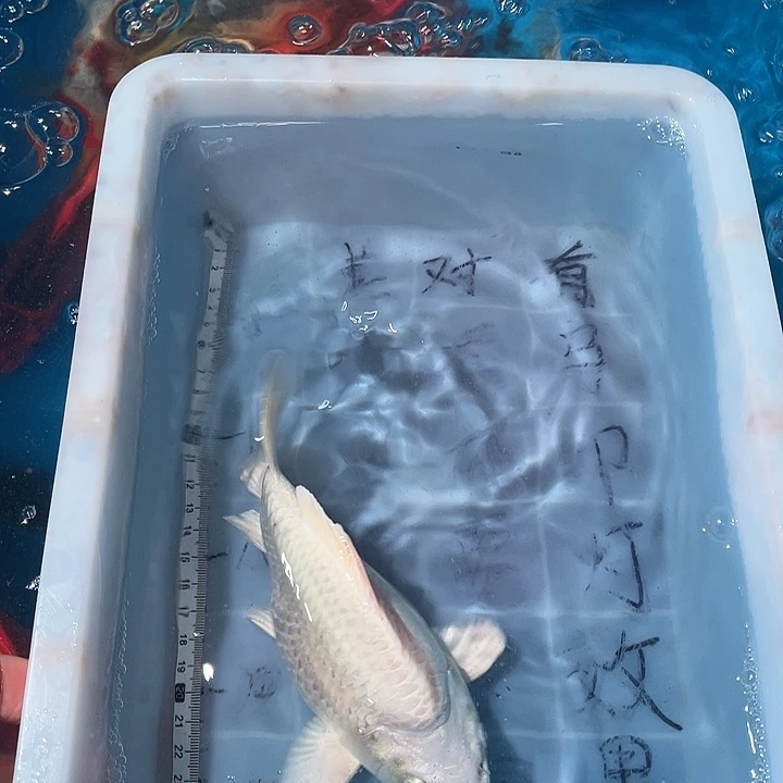 蝴蝶鲤鱼渔场直发22