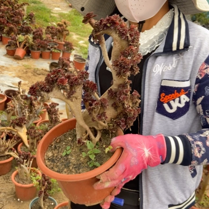 玩***！912黑缀化老桩老桩