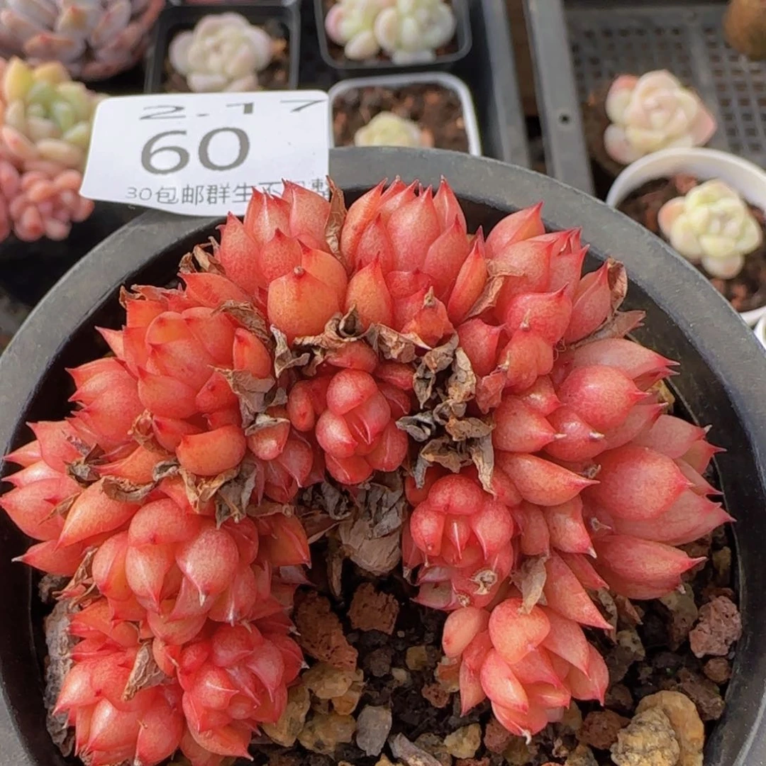 红酒桃麦秆朵朵缀老桩