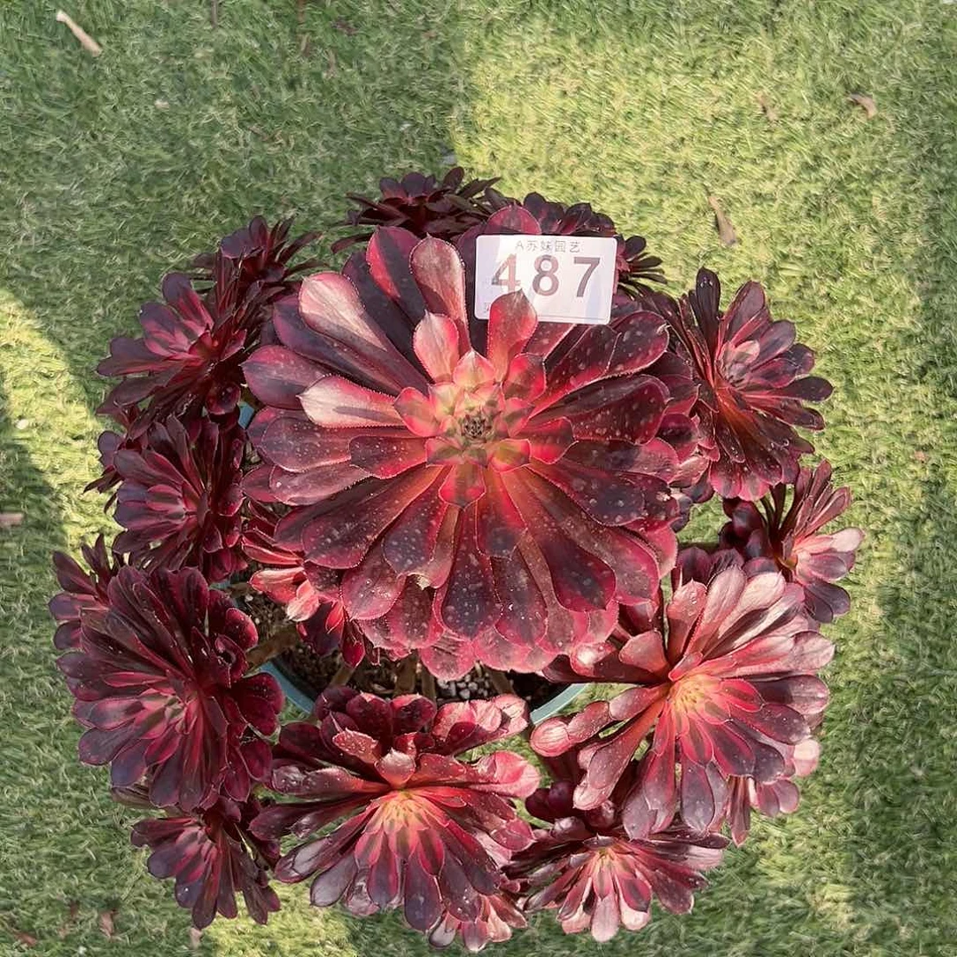 无花朵487黑铜白法师