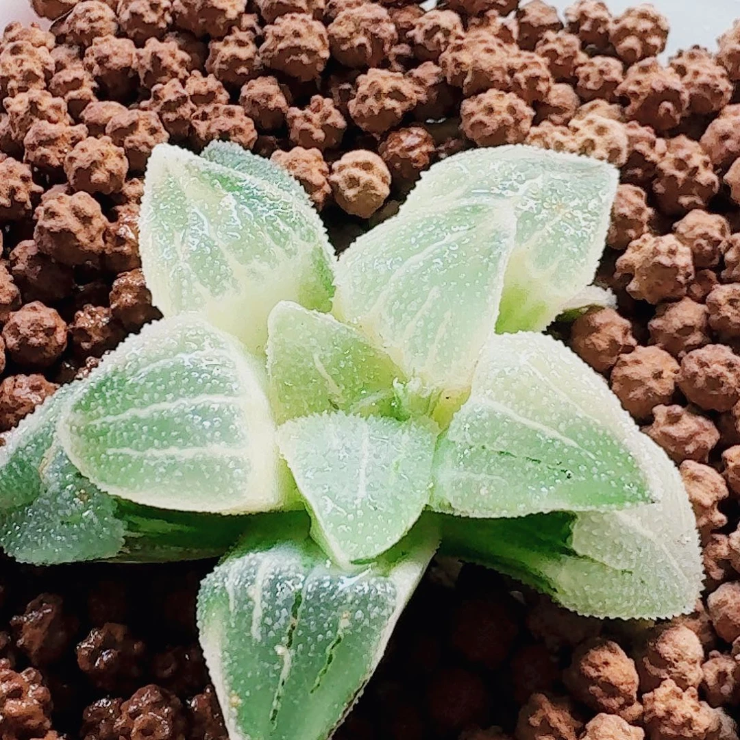 无花朵十二卷白雪公主锦糊斑