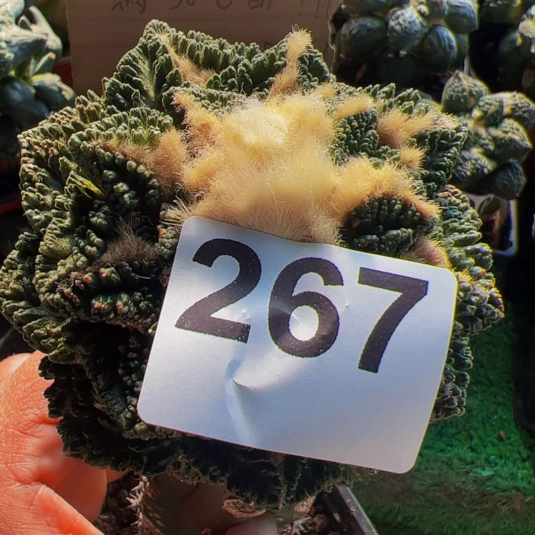 无花朵隔尤龟甲辛顿267