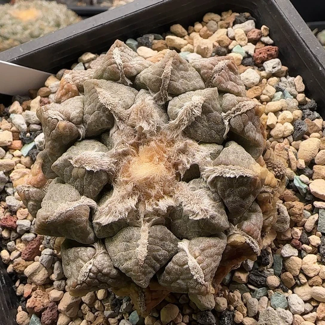 连山仙人球111111111111