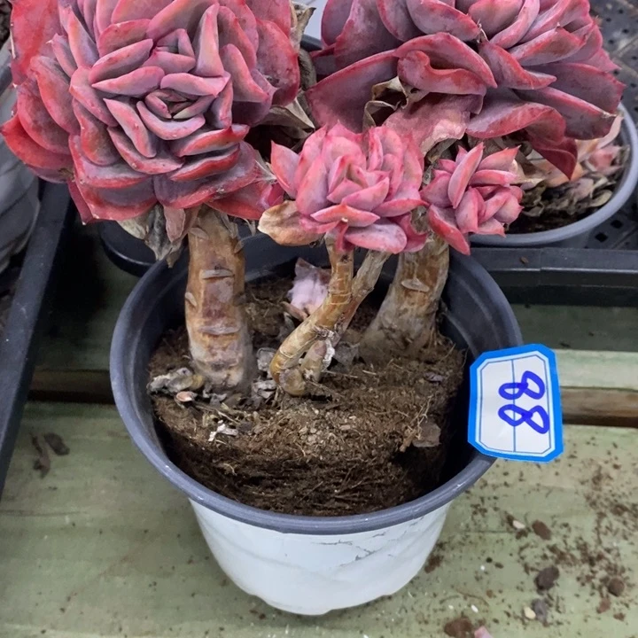 大*姐一物一拍绮罗多肉88