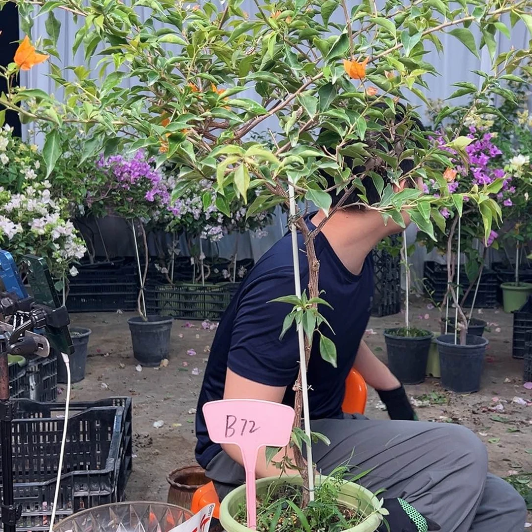 迎***风大部分花苞少量开放B72橙桑巴