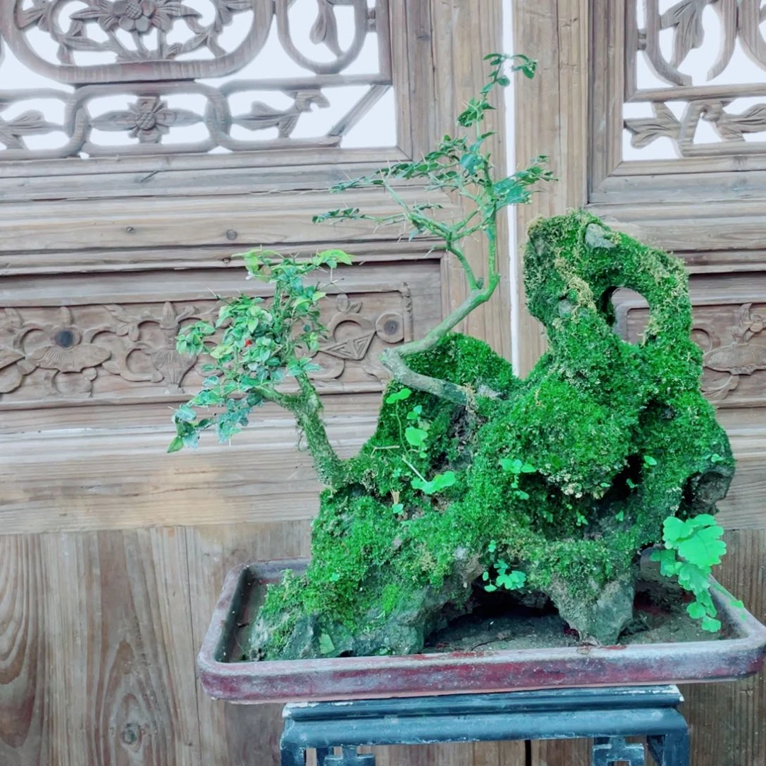 无铅玻璃小****~铁线蕨铁线蕨铁线蕨