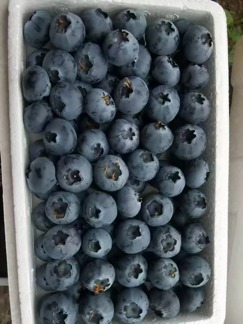 庄河大营众鑫蓝莓