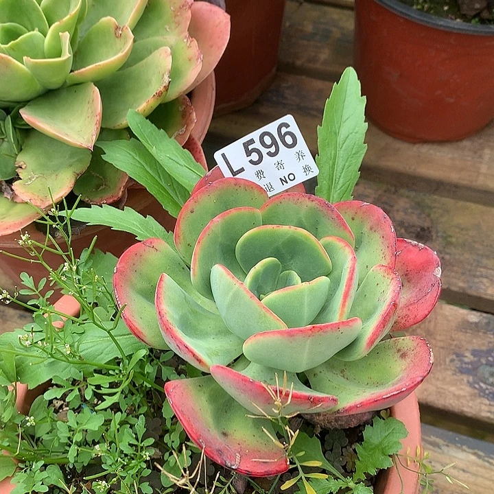 杂交大单群 多肉植物9.27号左右发