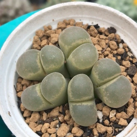 多肉肉锥 5头风铃