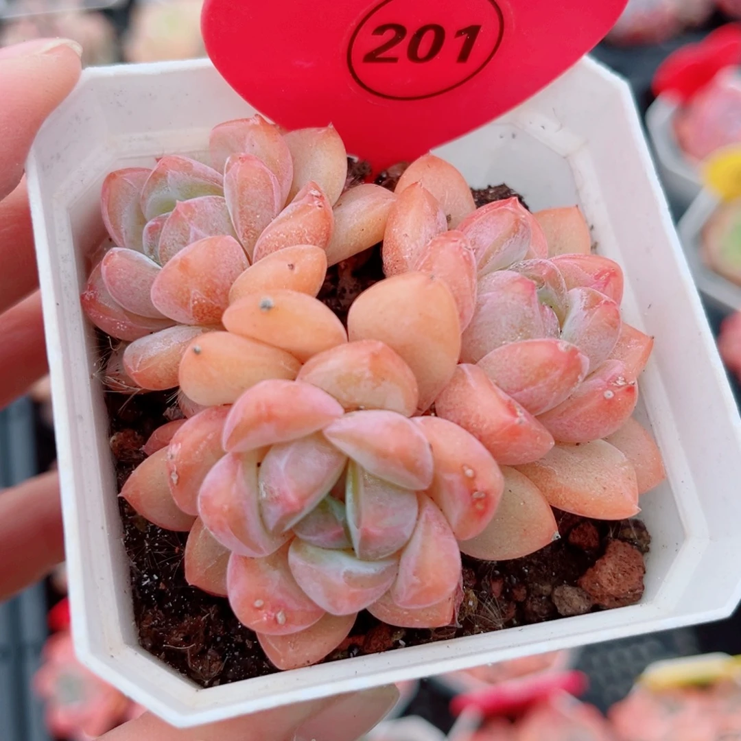 201号小老桩糖心群