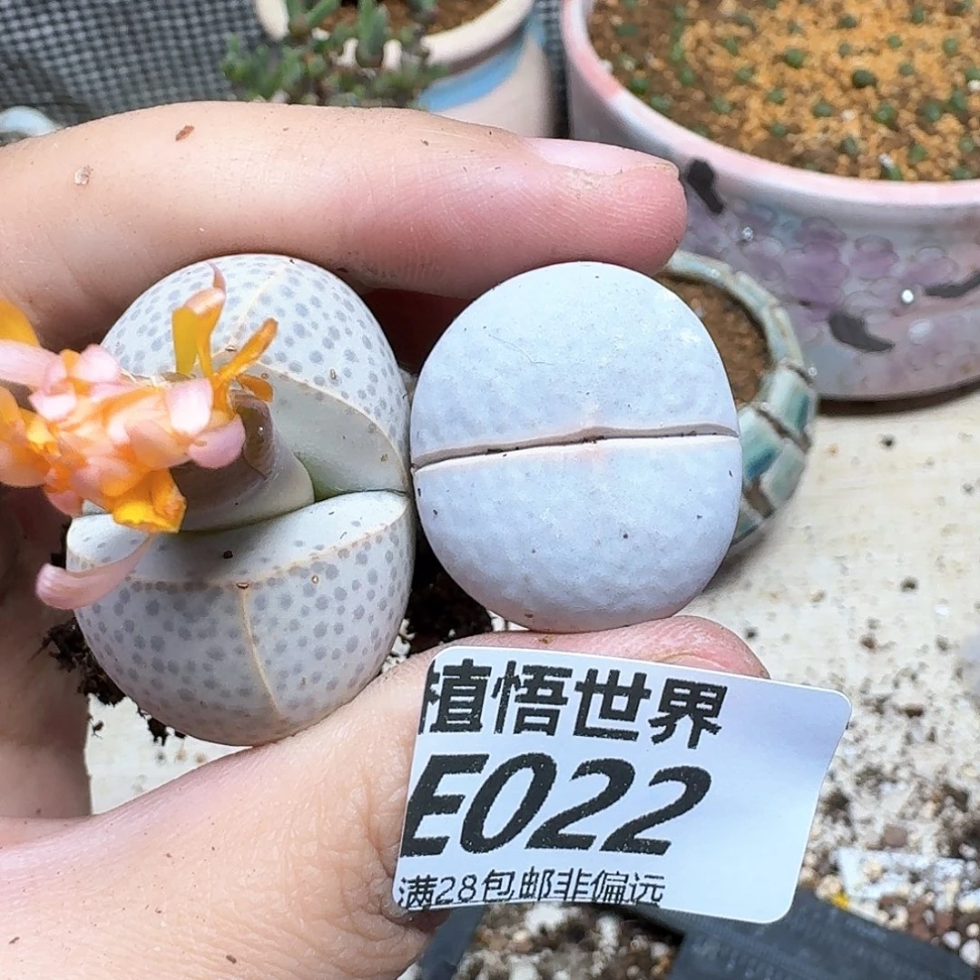 多肉植物的人Fhjnk