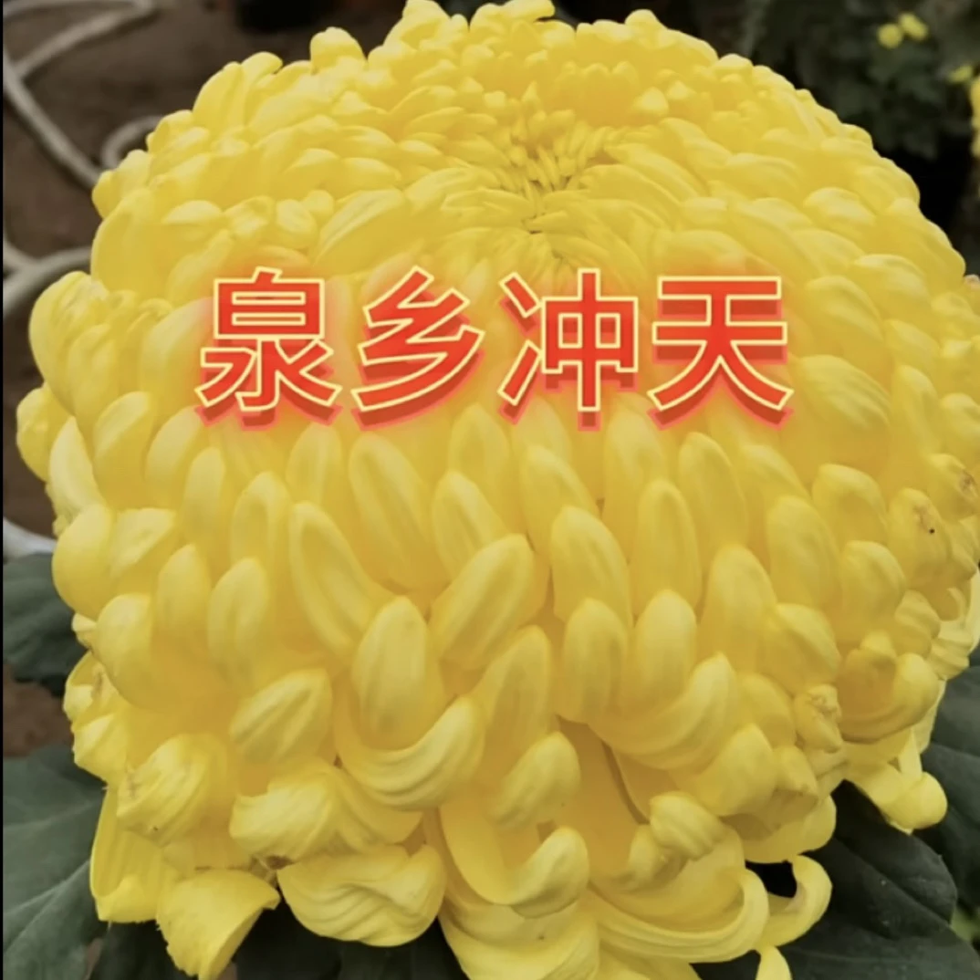 【泉乡冲天】超大花菊花盆栽大花多年生耐寒好养花卉带花苞发货