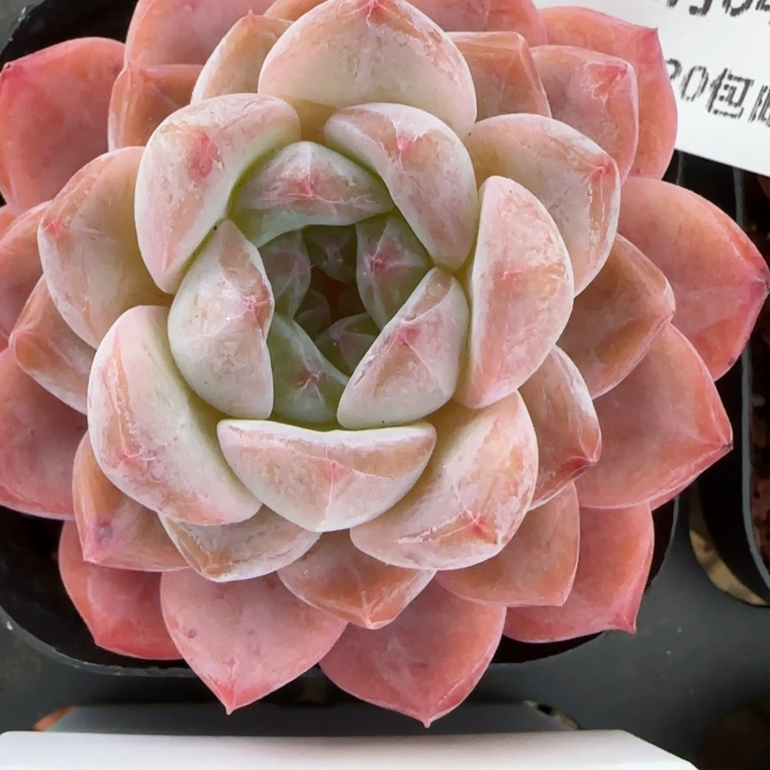 花语逸镜0204-776