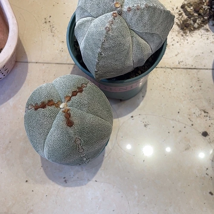 实生三角鸾凤玉仙人球