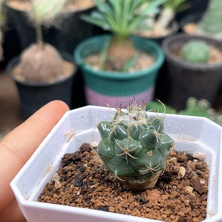 无花朵刘氏丸娇丽实生