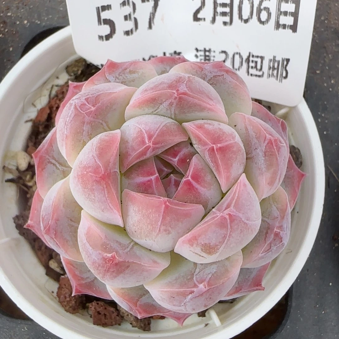 花语逸镜0206-537