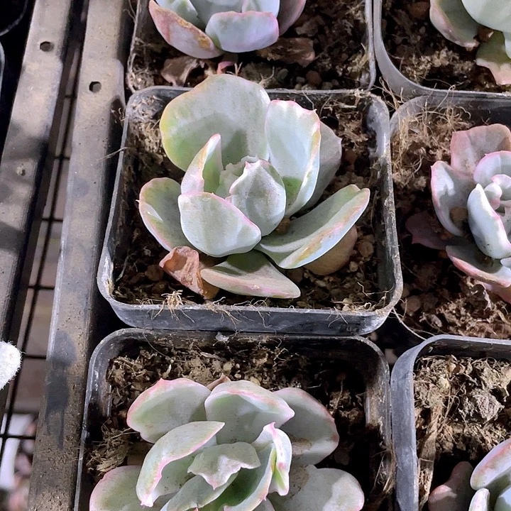 伯克利锦带盆土发