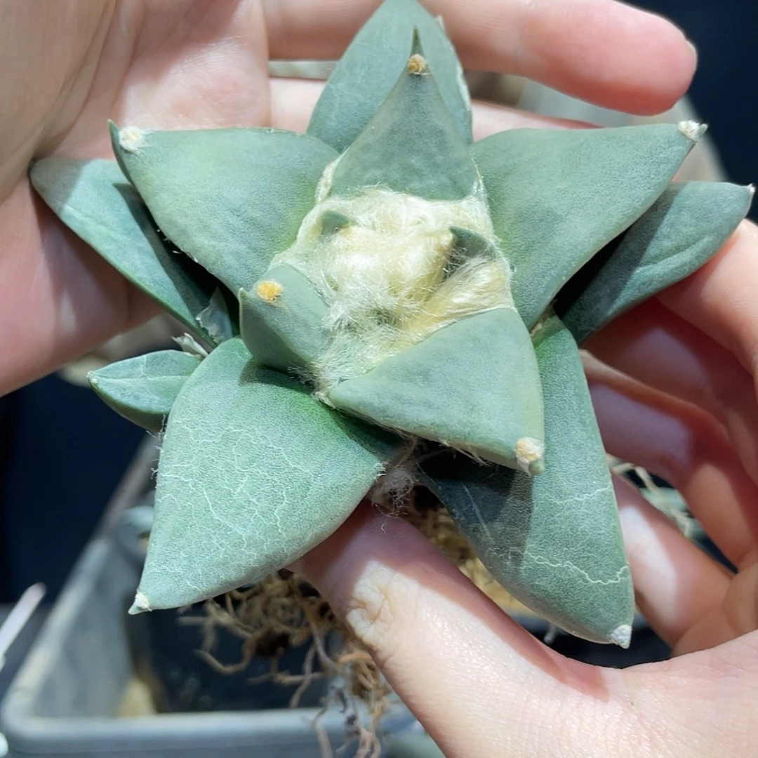 10cm实生龙牙青瓷牡丹萝卜根