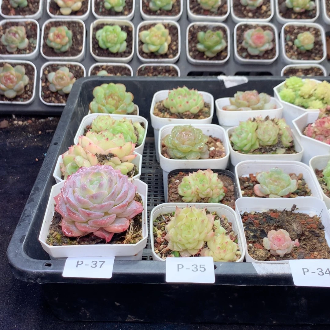 无花朵P35英语英语