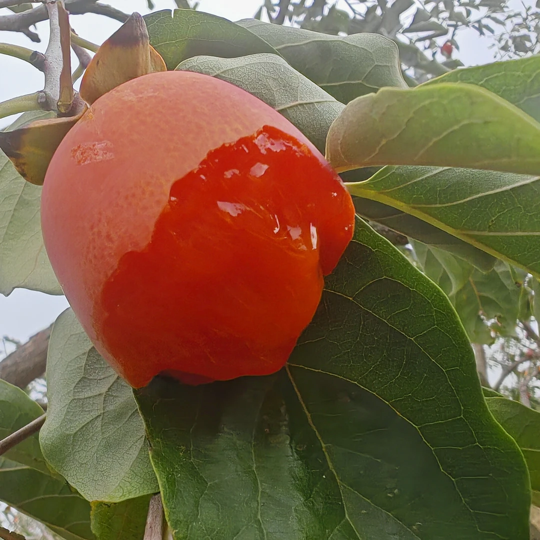 陕西富平流心爆浆糖心鲜柿子