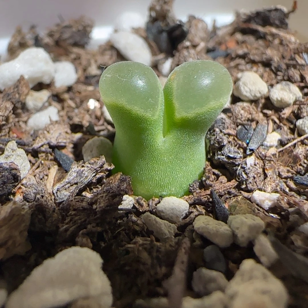 肉锥多肉植物组合-极窗1071