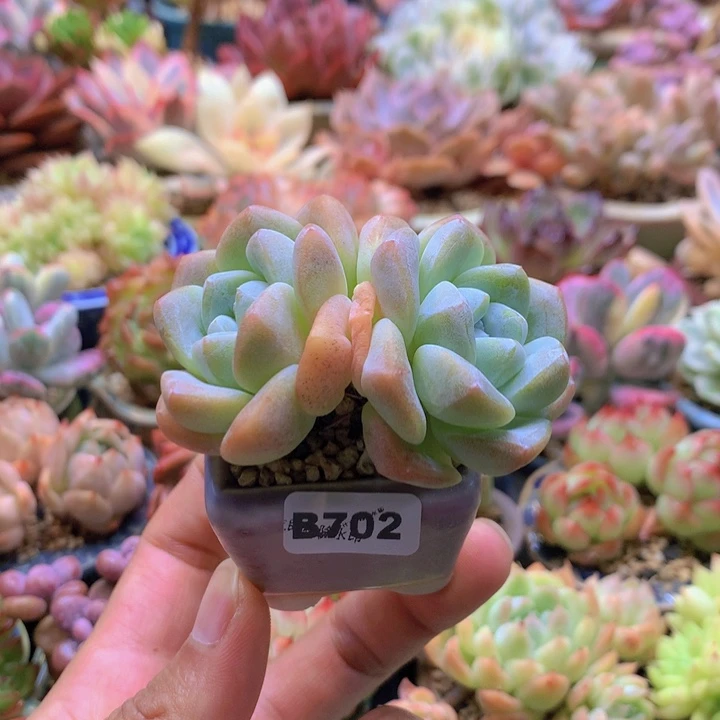 一物一拍含盆土满38包邮B702