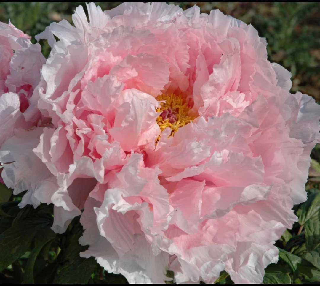 真牡丹【如花似玉】花型丰满优雅灵气 产地挖苗直发