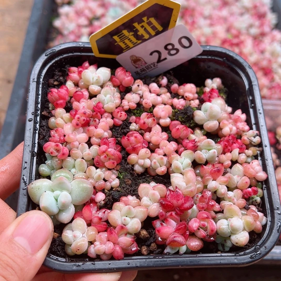 多肉植物多肉植物