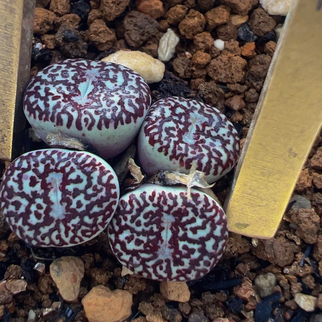 紫墨群多肉植物带盆