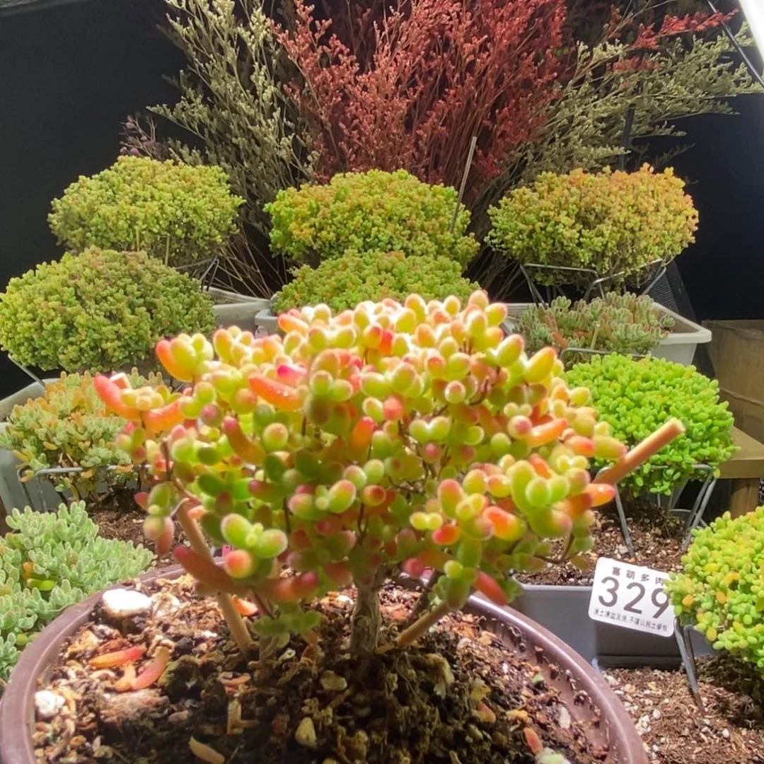 蜜桔枝干番杏649